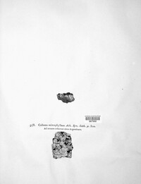 Scytinium fragrans image